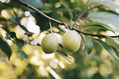 Close-up of fruits growing on tree