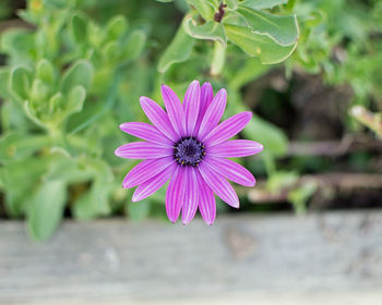 Close-up of purple flower