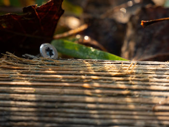 Close-up of leaf on wooden plank in forest