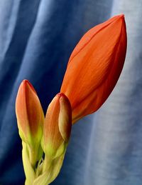 Close-up of orange tulip flower