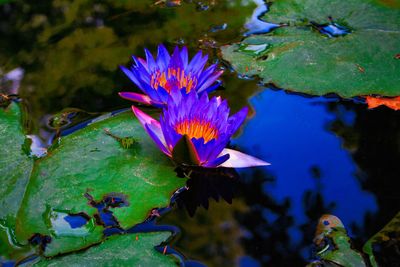 Close-up of water lily in pond