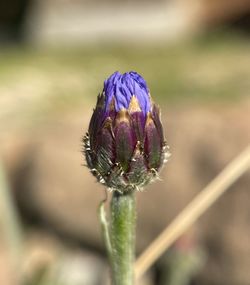 Close-up of purple flower buds