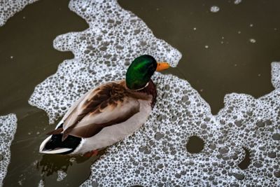 Duck on wet floor