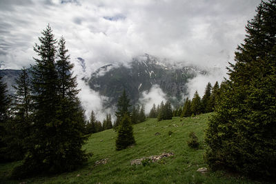Scenic view of pine trees against sky