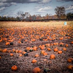 Scenic view of field against sky during autumn