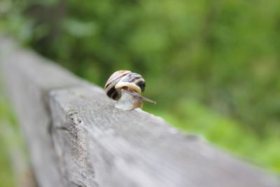 Close-up of snail on wooden surface