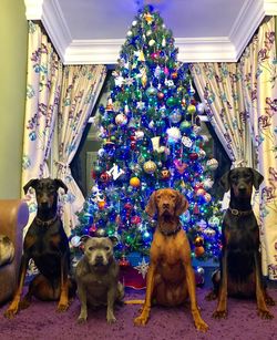 Portrait of dogs sitting against illuminated christmas tree at home