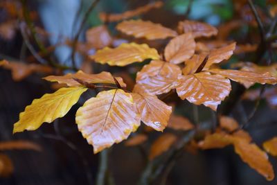 Close-up of autumnal leaves