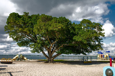 Trees against cloudy sky