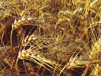 Close-up of stalks in field