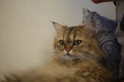 Close-up portrait of cat at home