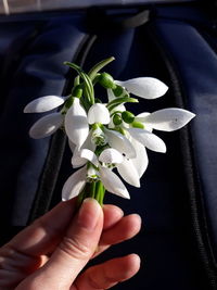 Close-up of hand holding flowering plant