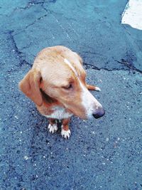 High angle view of dog on road