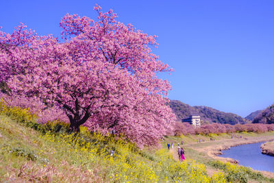 Pink cherry blossoms on field against clear blue sky