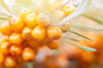 Close-up of orange fruit