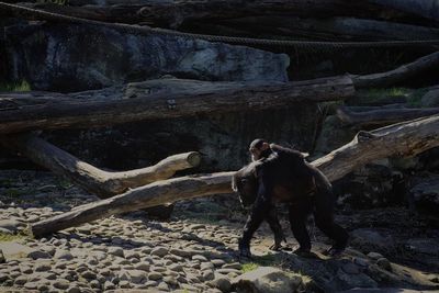 Close-up of monkeys walking on rock