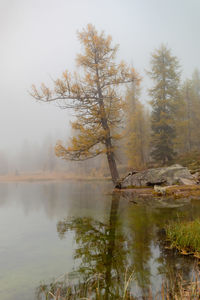 Tree by lake against sky