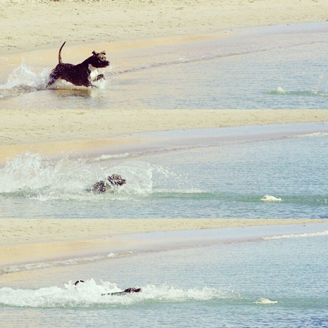 VIEW OF DOG IN SEA