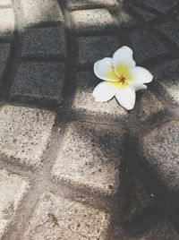 Close-up of white flowers