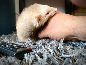 Close-up of human hand with ferret on rug at home