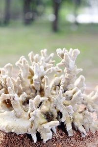 Close-up of coral