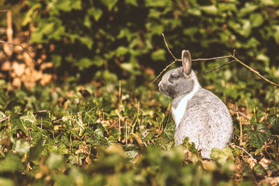 Spring bunny