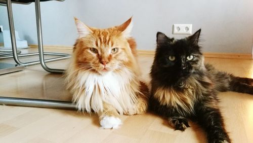 Portrait of two cats looking at camera