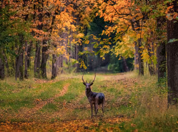 Young fallow deer dama dama in autumn magic morning, in the forests of romania