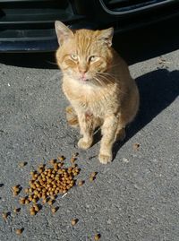 Portrait of cat lying on street