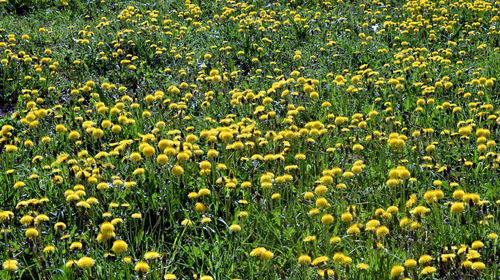 Full frame shot of yellow flowering plants on field