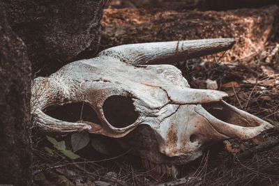 Close-up of an animal skull