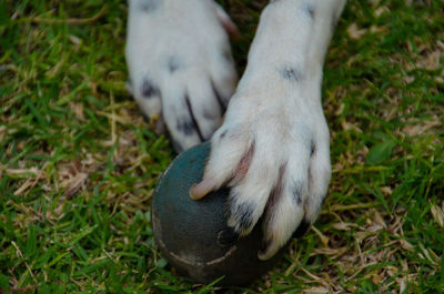 High angle view of dog on field