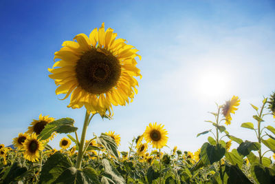 Low angle view of sunflower on field against sky