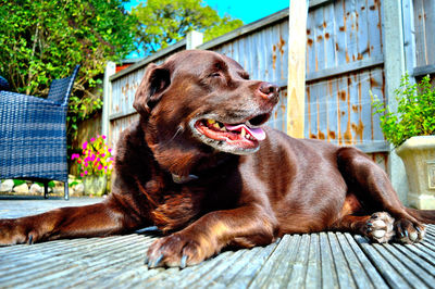 Close-up of dog sitting outdoors