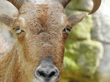 Close-up portrait of a horse