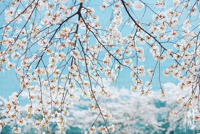 Low angle view of cherry blossom against blue sky