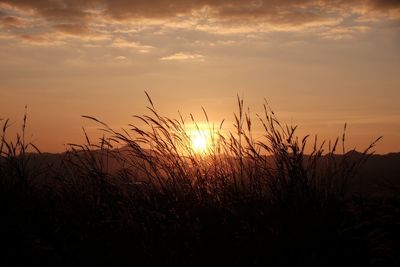 Plants on landscape at sunset