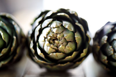 Close-up of pine cone against white background