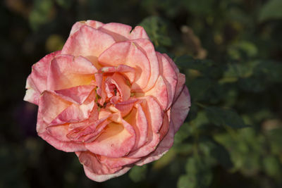 Close-up of pink rose