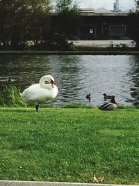 Swans on lakeshore