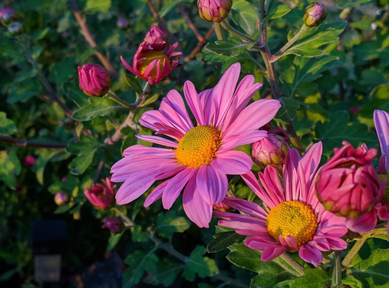 CLOSE-UP OF PINK AND PURPLE FLOWERING PLANT