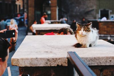 Close-up of cat