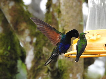 Close-up of bird perching on leaf