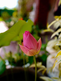 Close-up of pink lotus lily