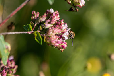 Close-up of bee on pink flower