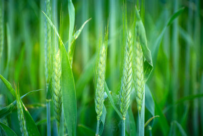 Close-up of fresh green ears of grain