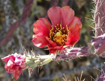 Close-up of pink flowering plant