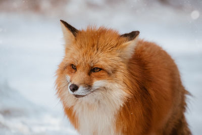 Close-up of red fox on snow covered land