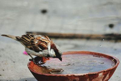 Close-up of bird