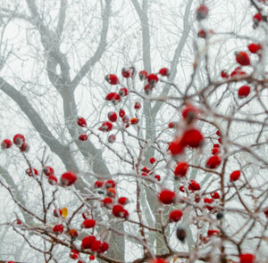 Close-up of frozen berries on tree